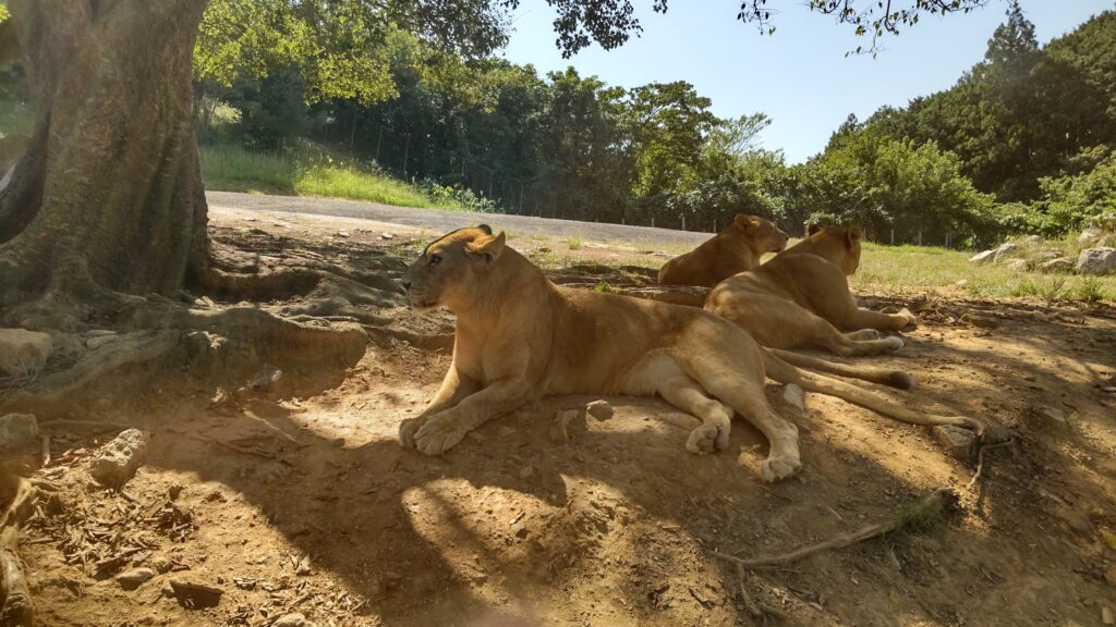 サファリランドのライオン