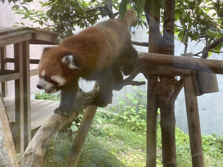 レッサーパンダ