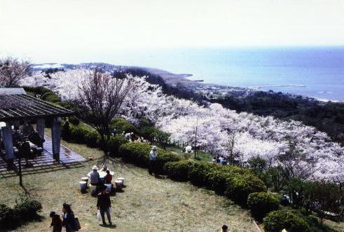 竜王山公園の桜