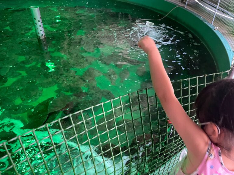ひらめきパーク笠戸島（下松市栽培漁業センター）のヒラメのえさやり