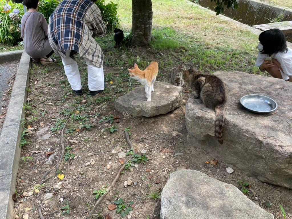 鳴滝公園のネコ