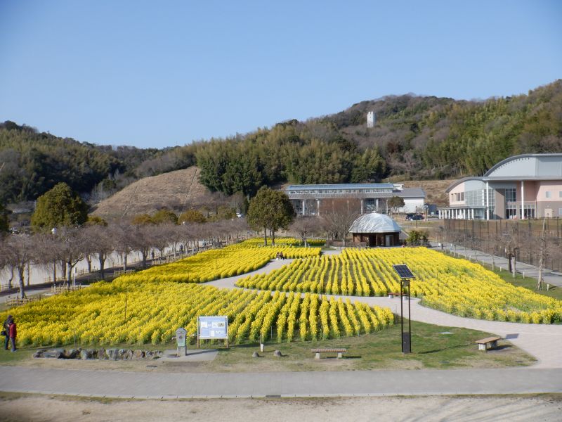 下松スポーツ公園の花の広場