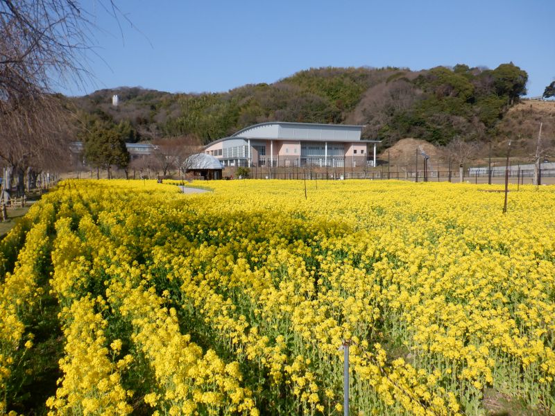 下松スポーツ公園の花の広場