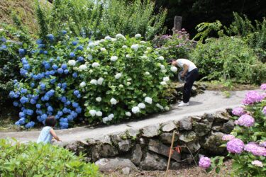 【三見橋のあじさい】眼鏡橋を背景にアジサイと一緒に写真を撮ろう【山口県萩市】