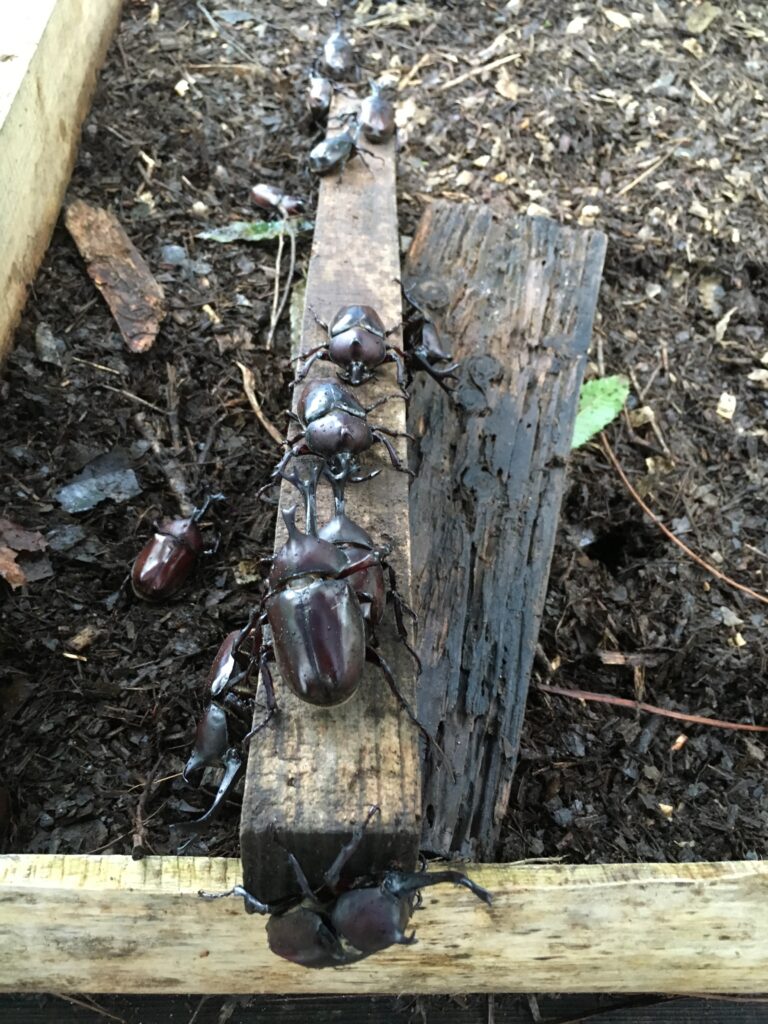 むつみ昆虫王国のカブトムシ