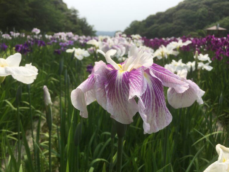 物見山総合公園