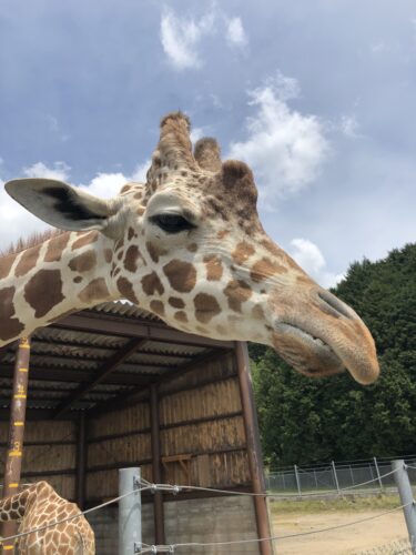 【サファリランドの動物ふれあい広場・キッズサファリ】沢山の動物と直に触れあえる公園【山口県美祢市】
