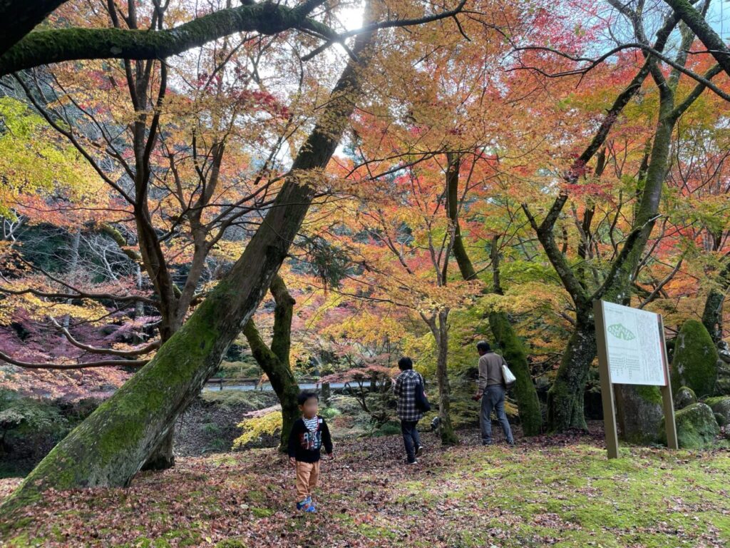 大寧寺の紅葉と子供