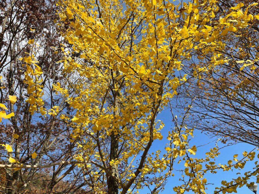 Ginkgo biloba in Ōhirayama Summit Park