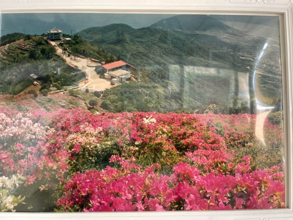 Old azalea fields and ropeway ride in Ohirayama Summit Park