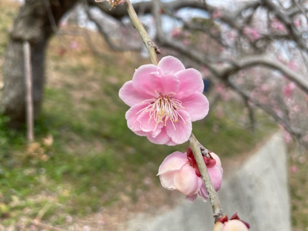 冠山総合公園の梅の開花