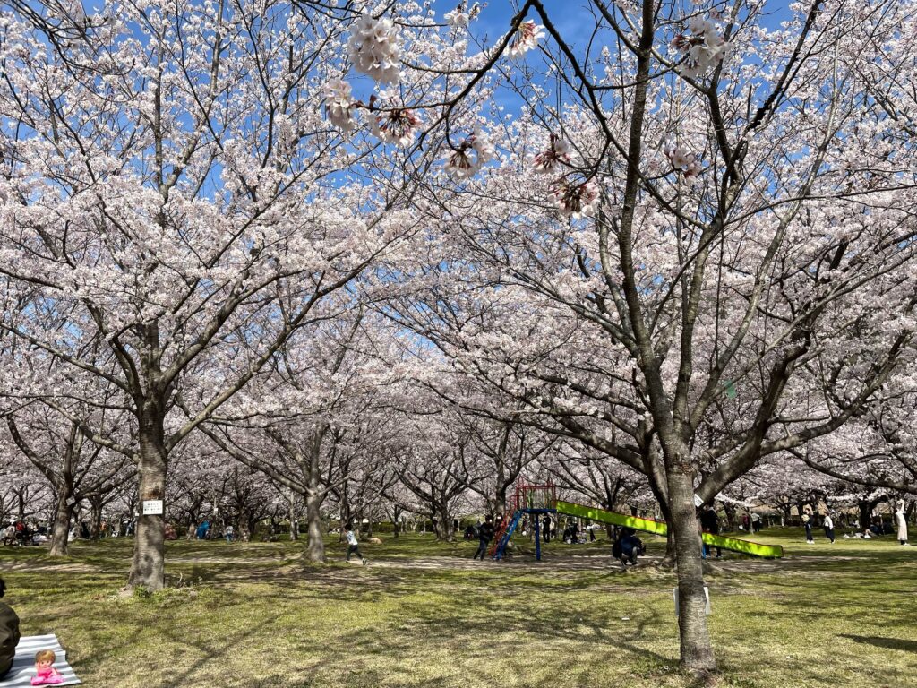 防府市向島運動公園の桜