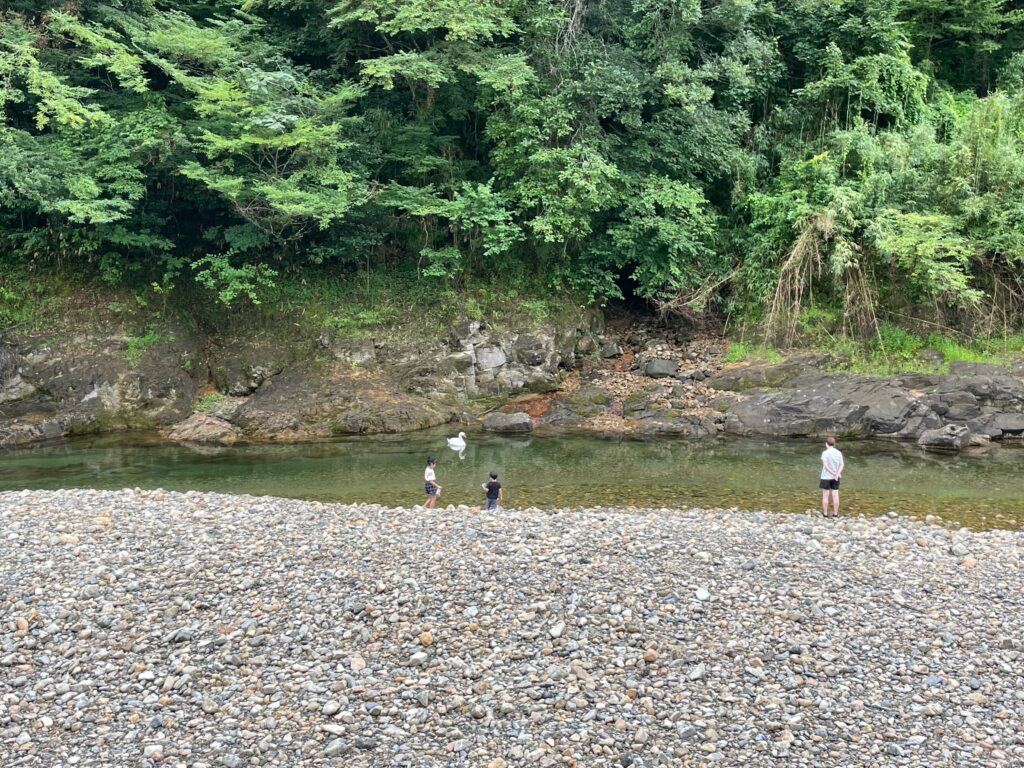 ふれあいパーク大原湖のオートサイト横の川で泳ぐ白鳥と子供達