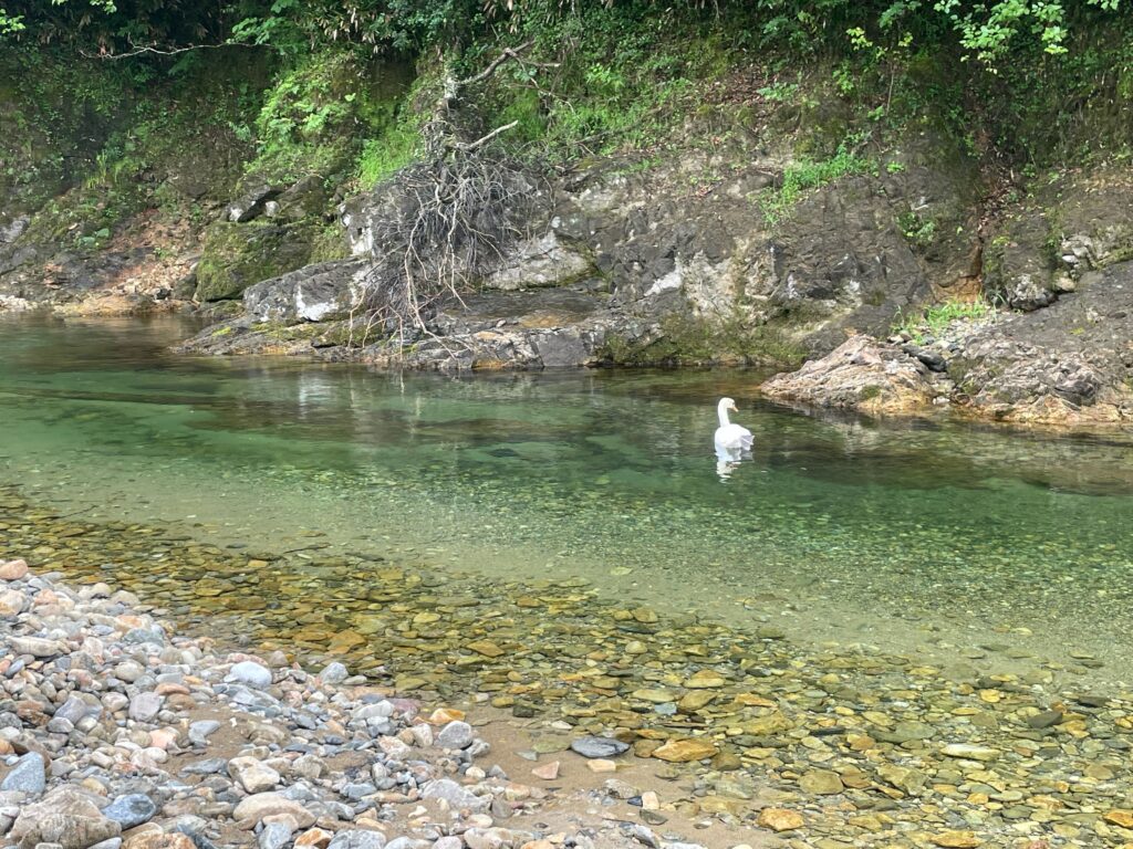 ふれあいパーク大原湖のオートサイト横の川で泳ぐ白鳥