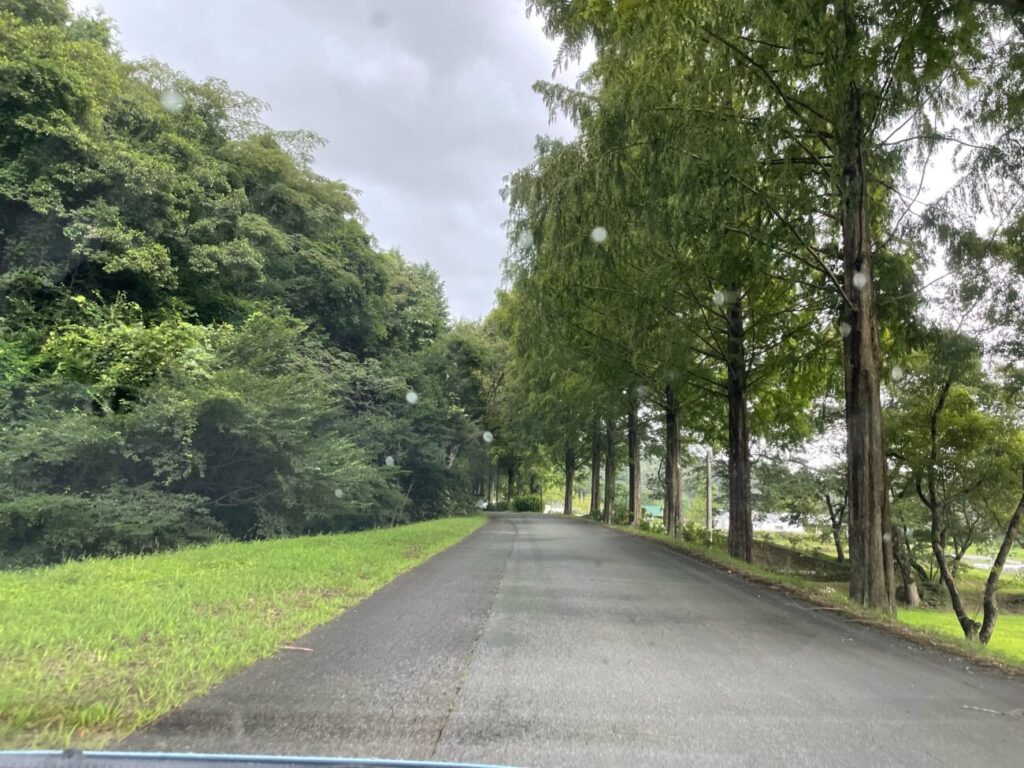 船方農場の中の並木道