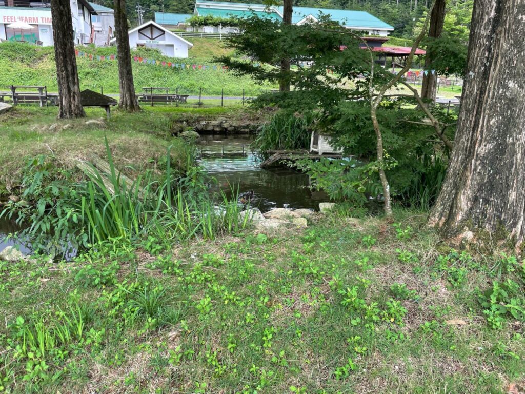 船方農場の水の広場の鯉とカモ