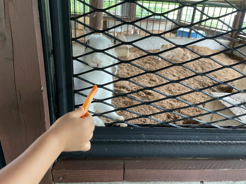 船方農場の動物小屋のうさぎにエサをあげるこども