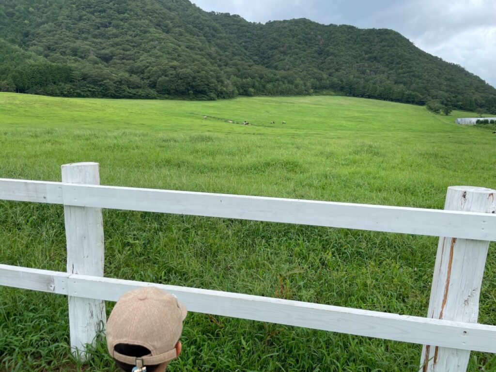 船方農場の放牧された牛