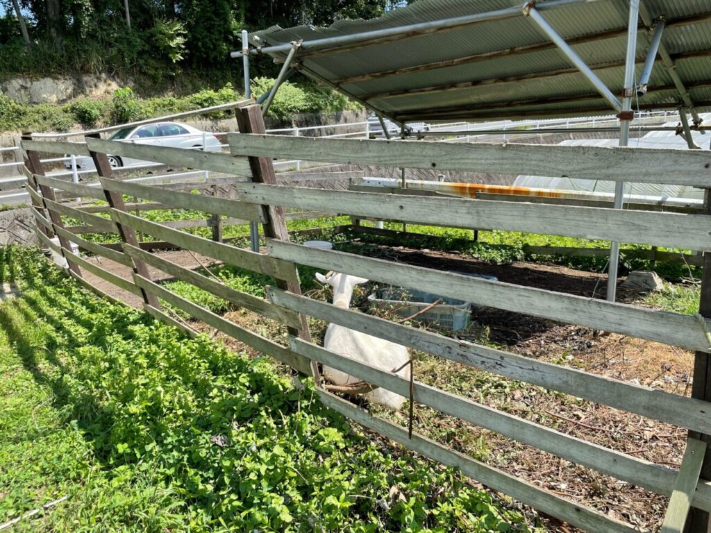 福田フルーツパークのヤギ
