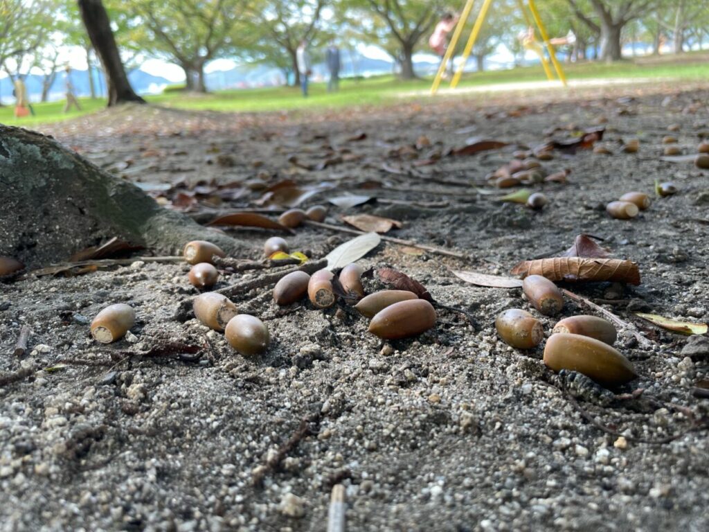 向島公園のどんぐり