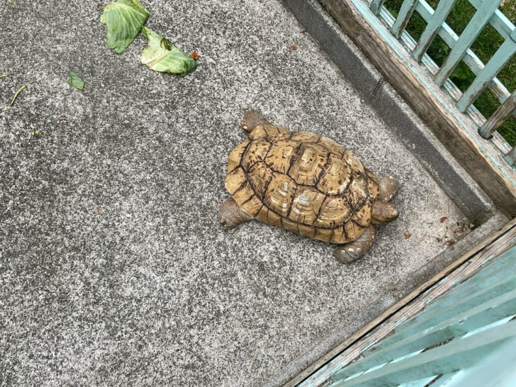 リフレッシュパーク豊浦のリクガメ