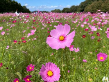 【リフレッシュパーク豊浦】100万本のコスモス畑で子供とかくれんぼをしよう【山口県下関市】