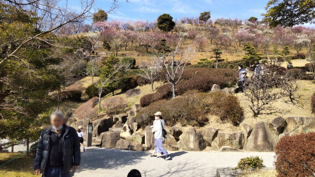 冠山総合公園の梅