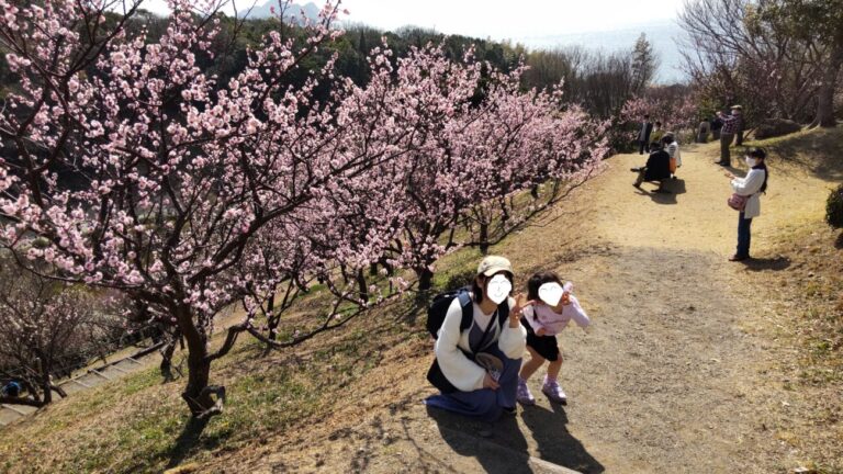 Plums in Kanmuriyama park in Hikari city in Yamaguchi prefecture in Japan