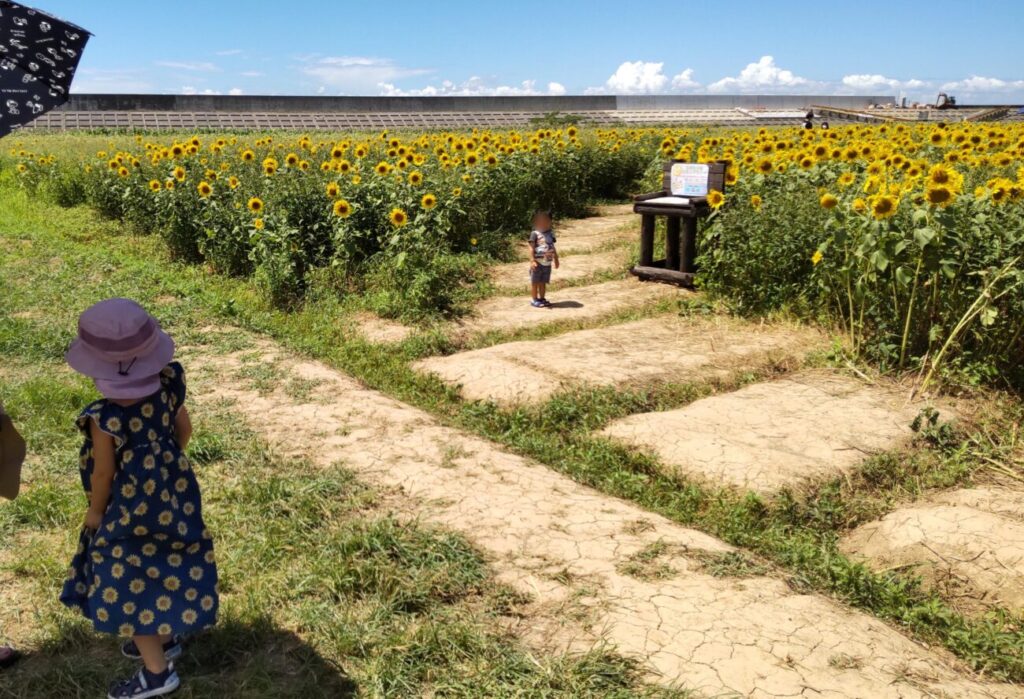 Mukai Aoi Field of the Sea of Flowers