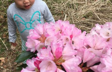 【俵山しゃくなげ園】咲き乱れる春のシャクナゲの中を子供と散歩しよう【山口県長門市】