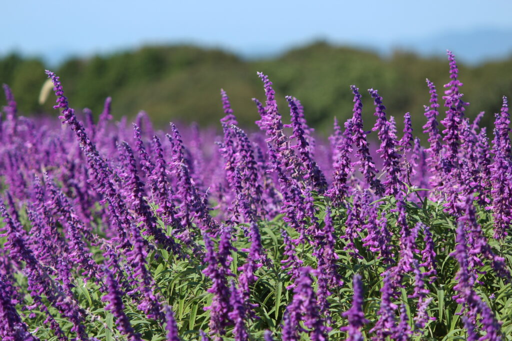 Mexican Sage in Refresh Park Toyoura