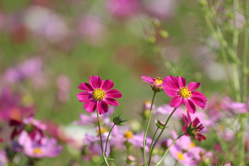 Cosmos in Refresh Park Toyoura