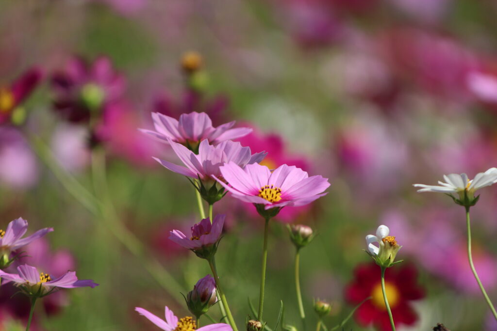 Cosmos in Refresh Park Toyoura