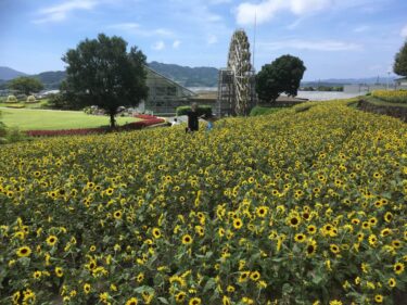【やまぐちフラワーランド】四季折々の花を見ながら散策しよう!【山口県柳井市】