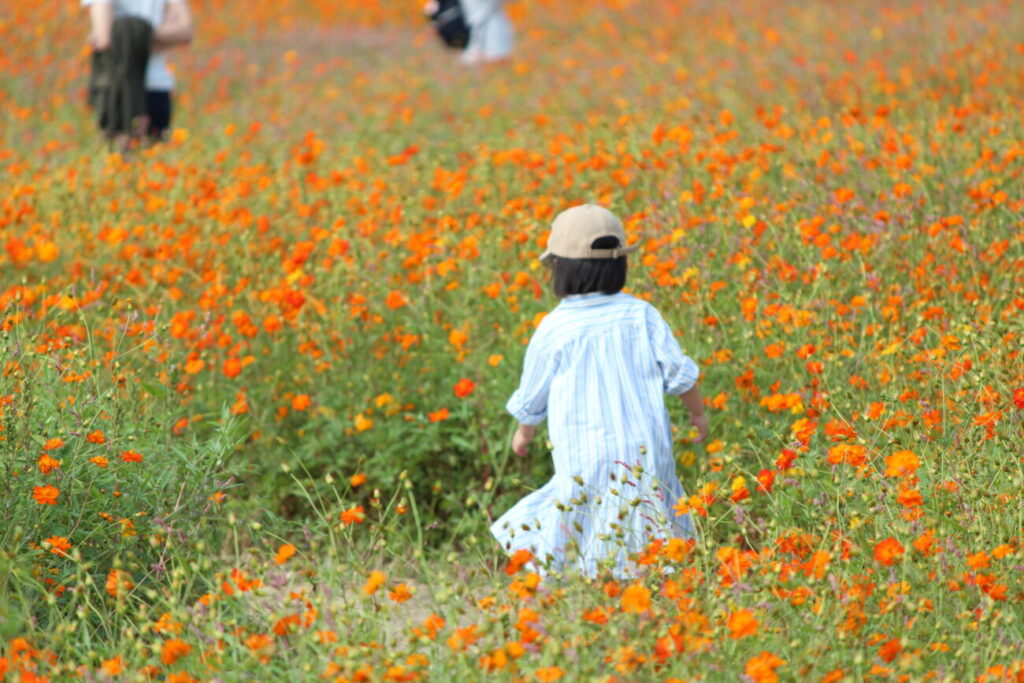 花の海のコスモス畑の子供
