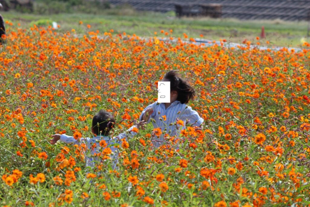 花の海のコスモス畑でかくれんぼをする子供達