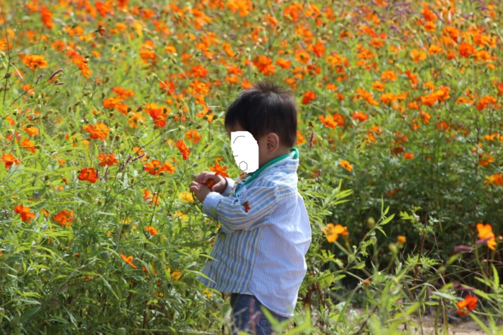 花の海のコスモス畑で花に話しかけるこども