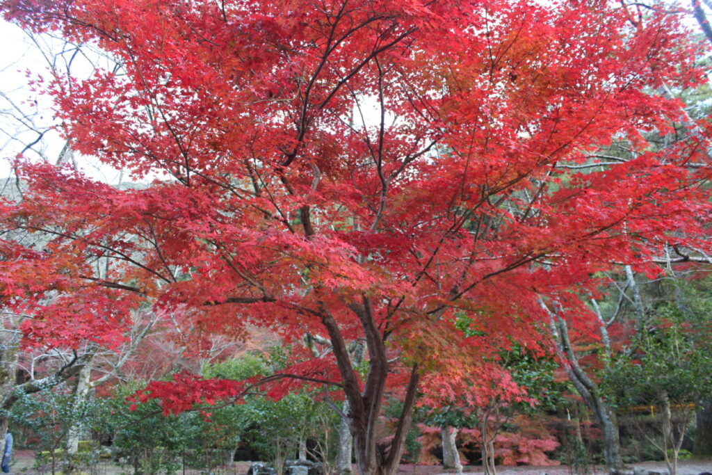 大寧寺の真っ赤な見ごろを迎えた紅葉