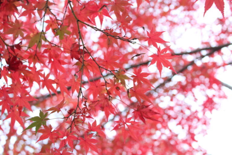Japanese maples of TaineijiTaineiji