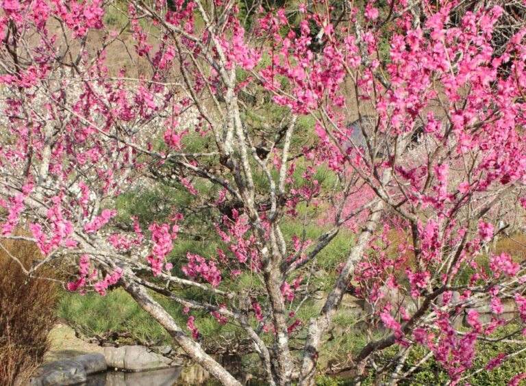 Ume in Haioukanbairinen