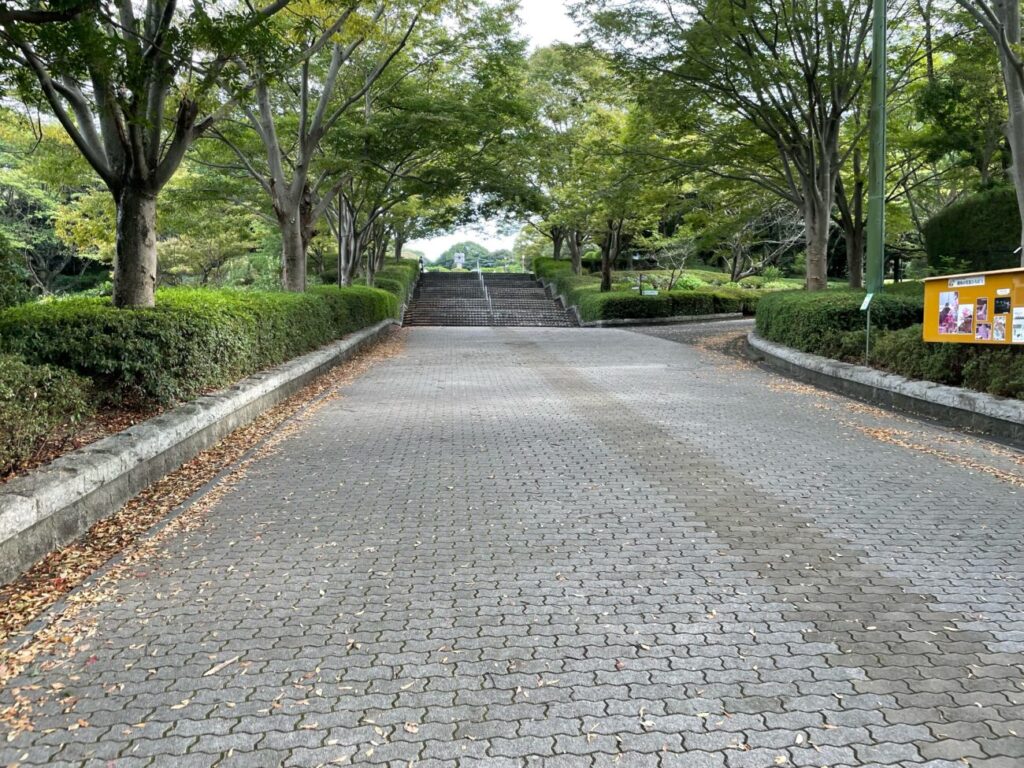 永源山公園のケヤキ並木