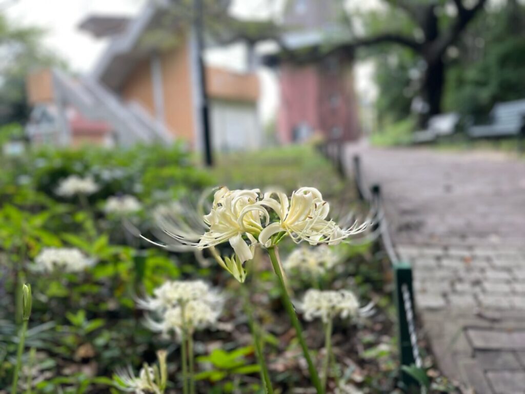 永源山公園の白のヒガンバナ