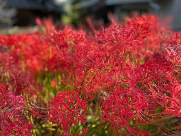【鰐鳴八幡宮】ヒガンバナで埋め尽くされた真っ赤な参道を歩いて秋を感じよう！【山口県山口市】