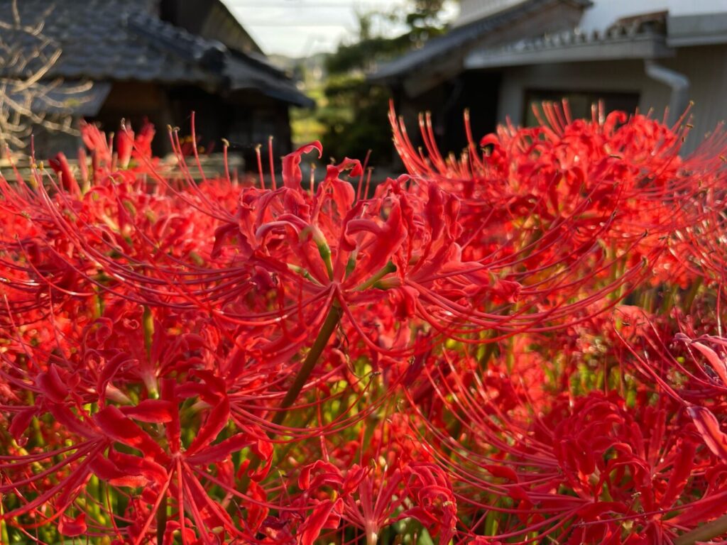 鰐鳴八幡宮のヒガンバナ