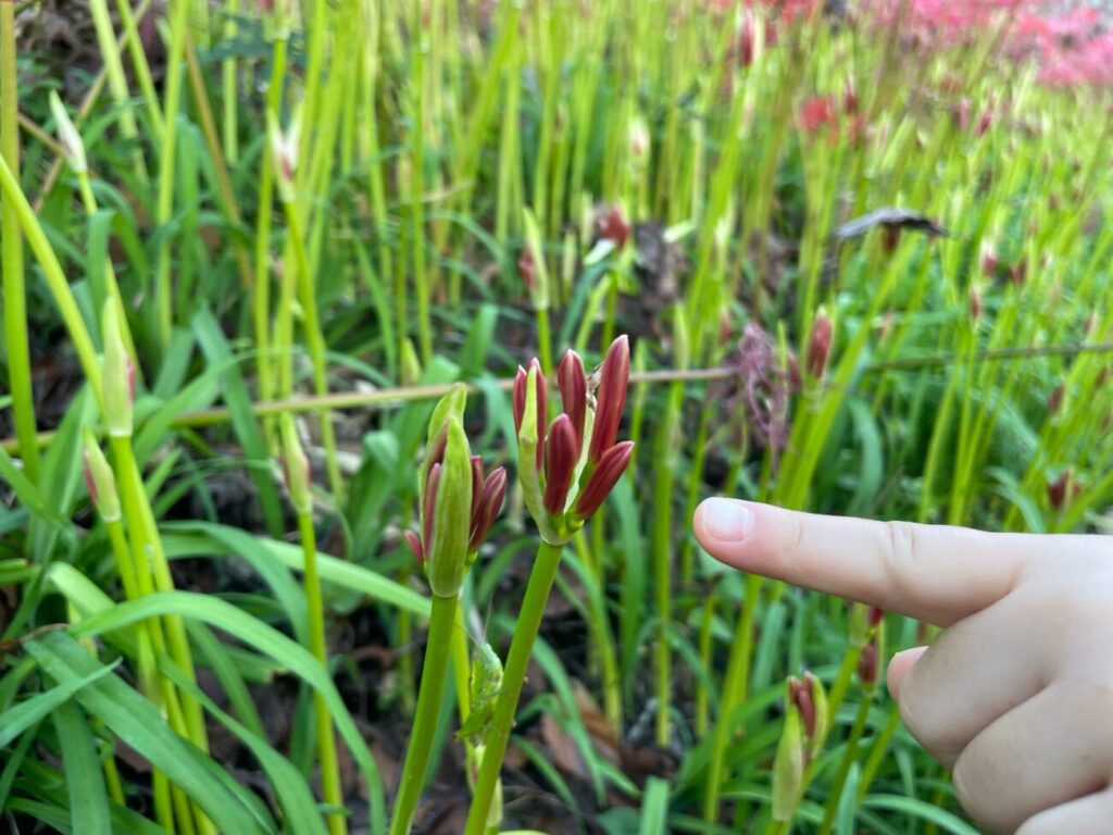 鰐鳴八幡宮のヒガンバナのつぼみ