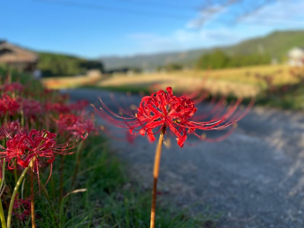 鰐鳴八幡宮のヒガンバナ