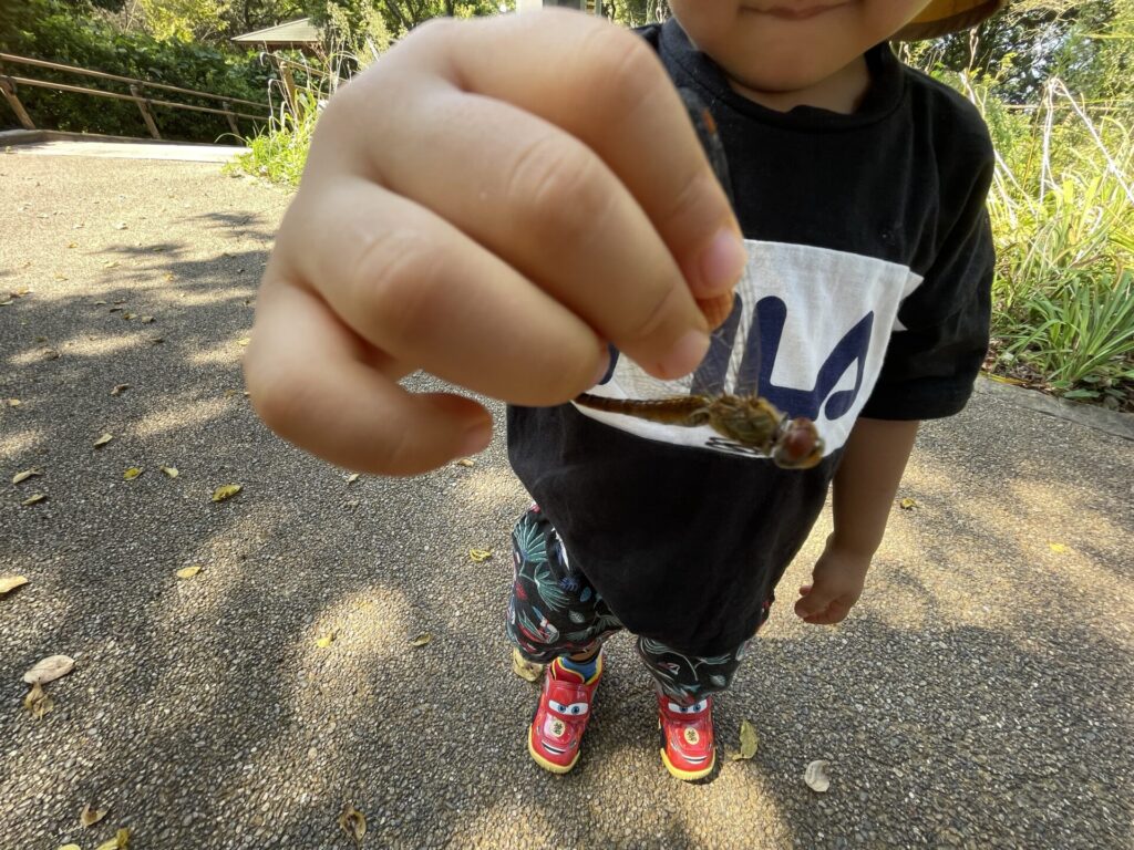 火の山公園の山頂でトンボを捕まえるこども