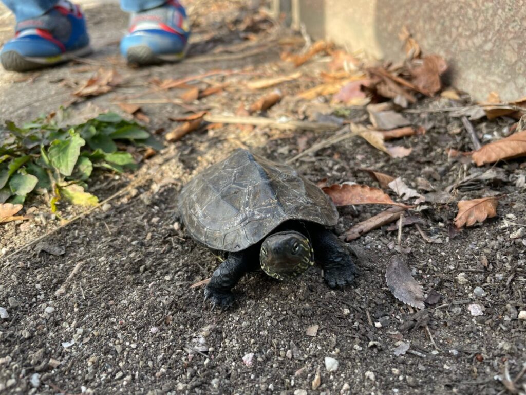 アデリーホシパーク（柳井ウェルネスパーク）のカメ