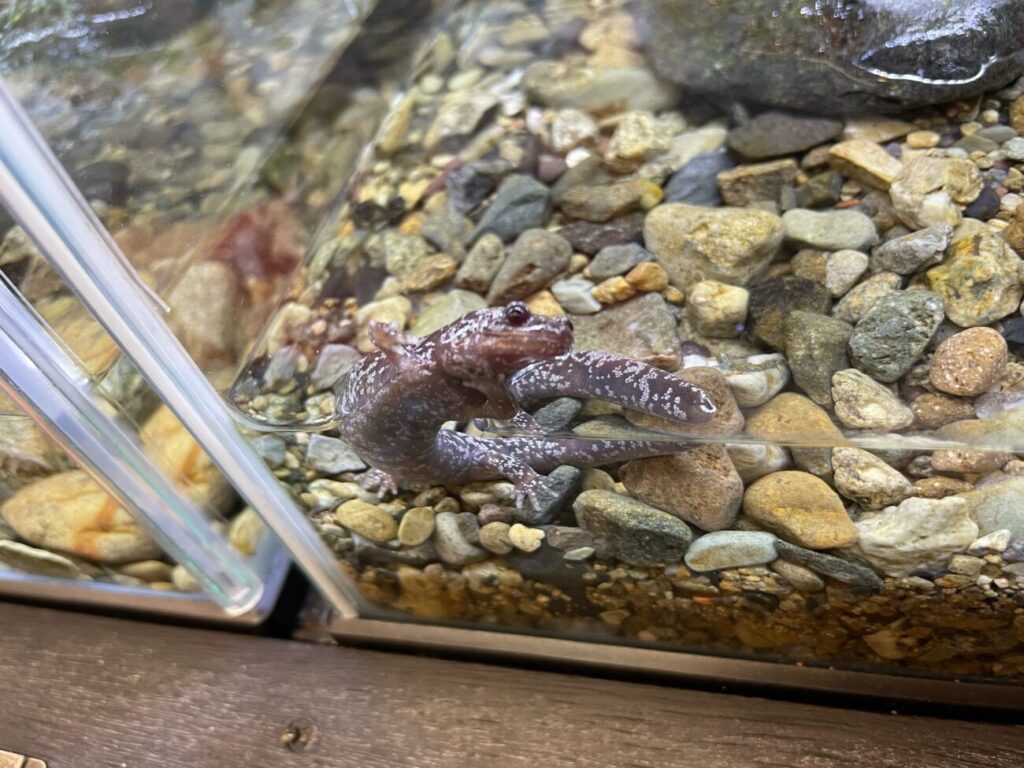 豊田ホタルの里ミュージアムのオオサンショウウオ