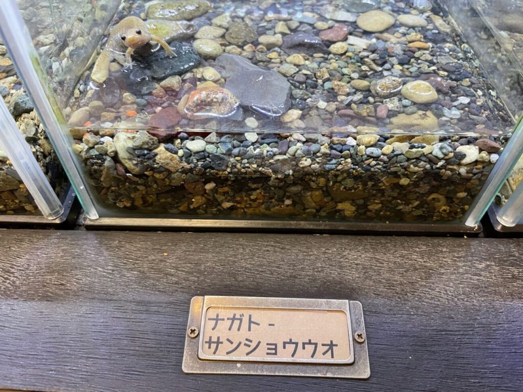 豊田ホタルの里ミュージアムのオオサンショウウオ